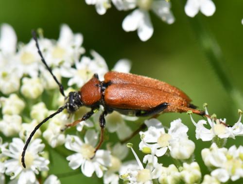 Réf. 262 945 : Stictoleptura rubra